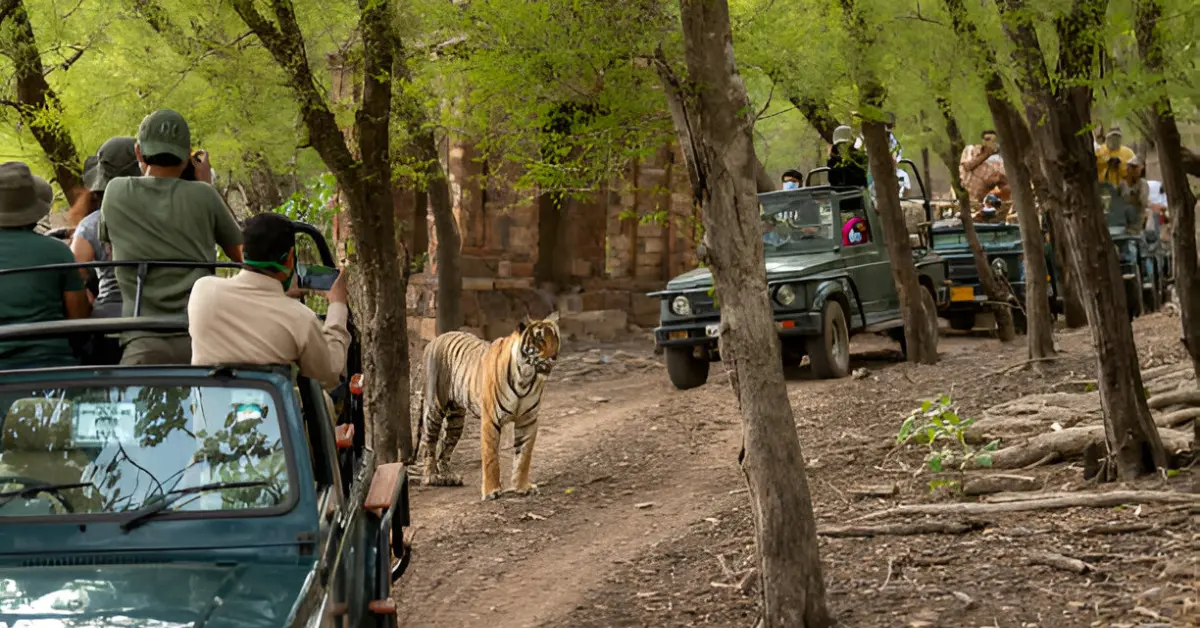 Daily Jotting, News, Blog, wildlife trourism